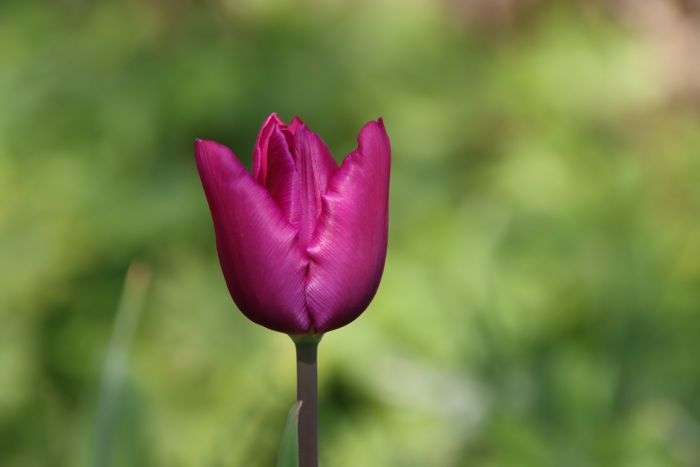 Tulpe