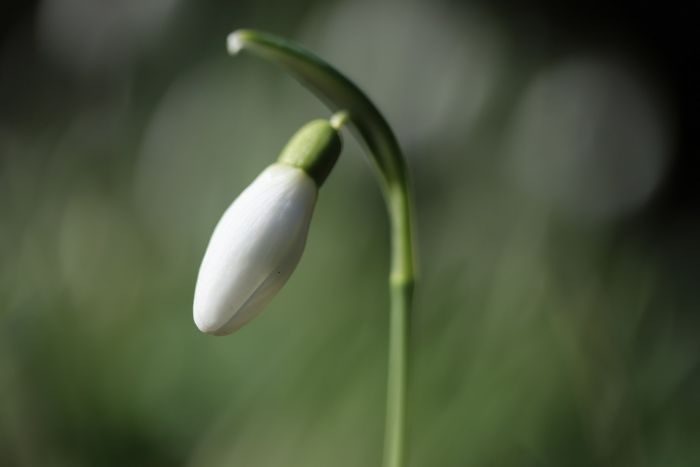 Schneeglöckchen