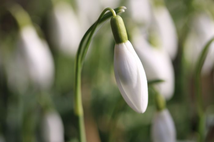 Schneeglöckchen