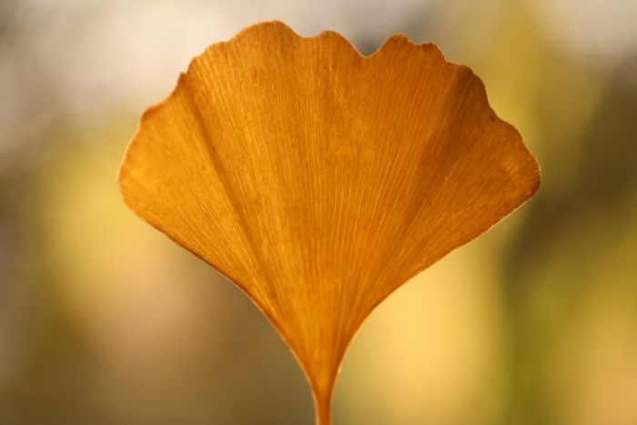 Ginkgo