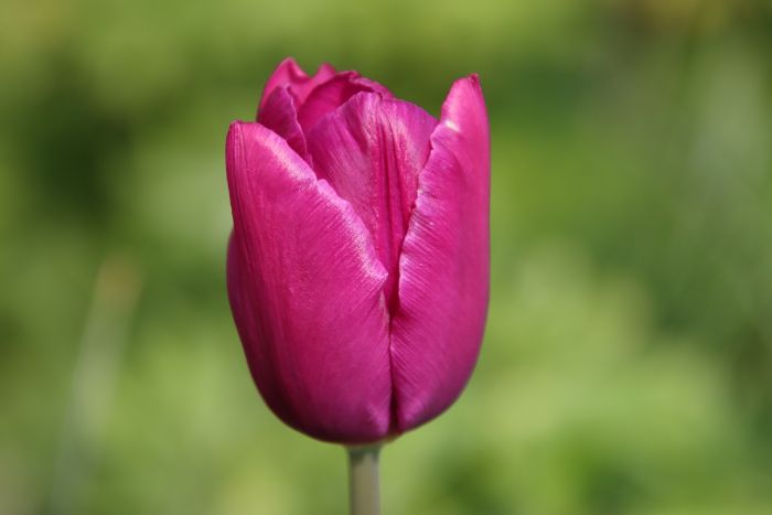 Tulpe