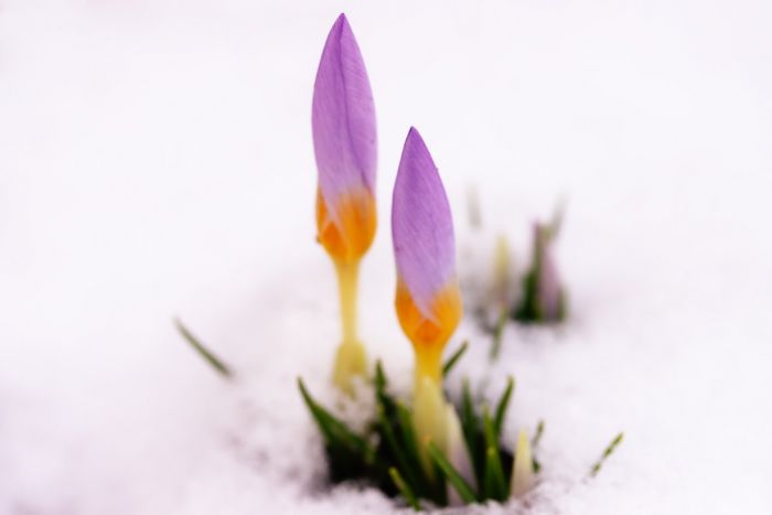 Erste Frühlingsboten