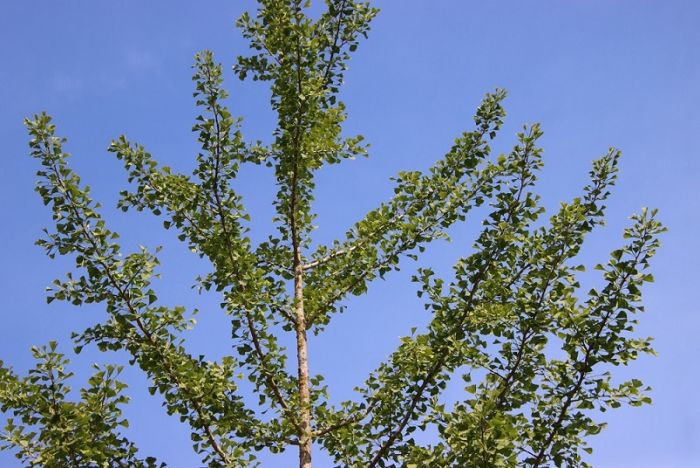 Ginkgo
