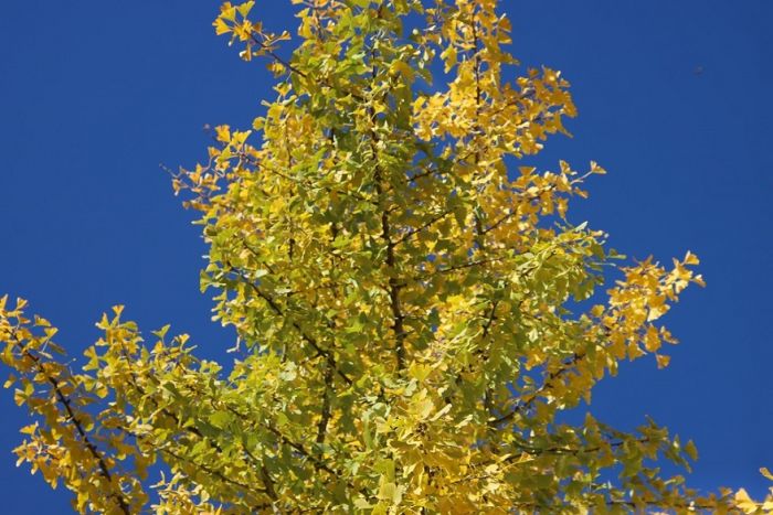 Ginkgo