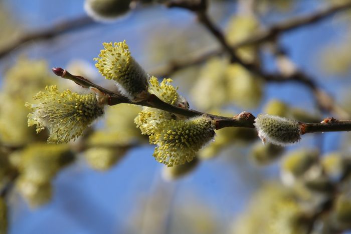 Weidenkätzchen