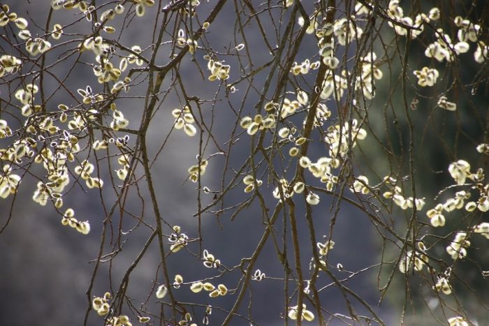 Weidenkätzchen