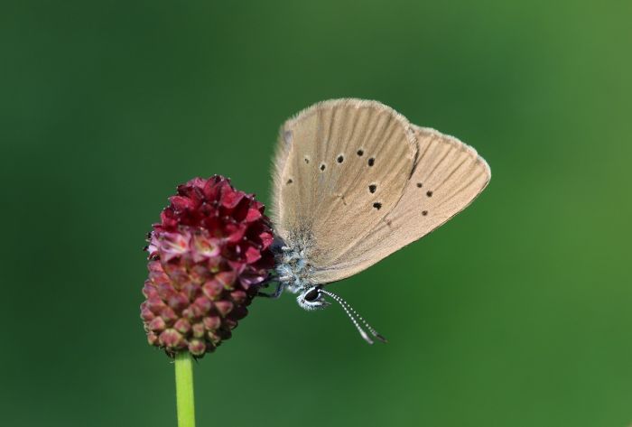 Schmetterling