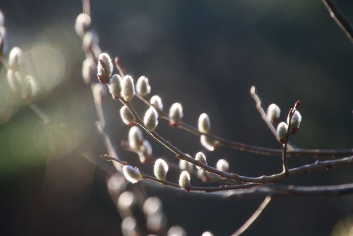 Weidenkätzchen