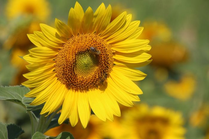 Sonnenblume und Bienen