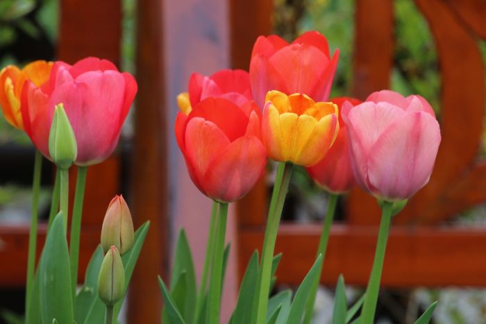 Tulpen