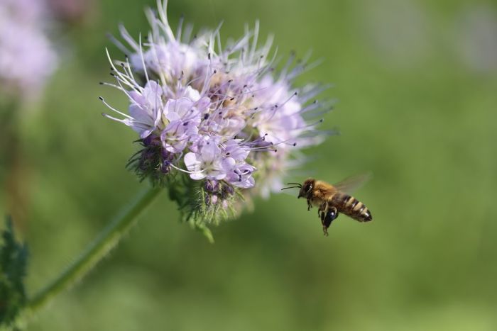 Biene und Weide im Herbst