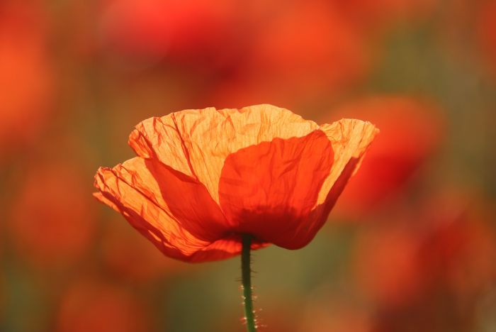 Mohn