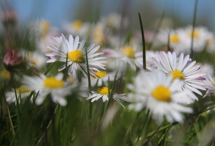 Gänseblümchenwiese