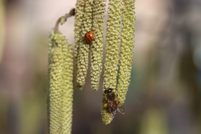 MarienkÃ¤fer und Biene