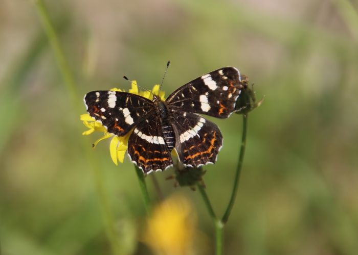 Schmetterling