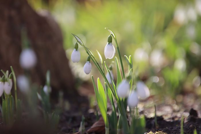Schneeglöckchen