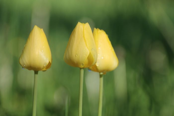 Tulpen