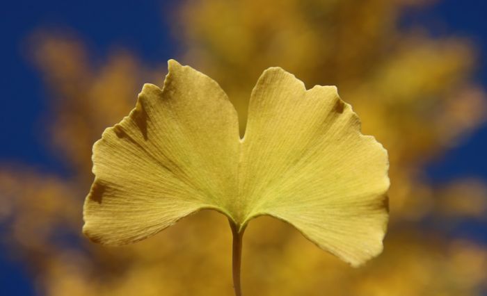 Ginkgo