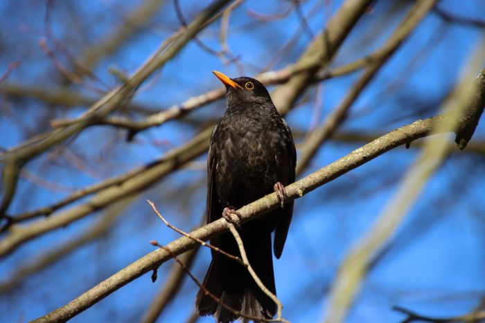 Amsel