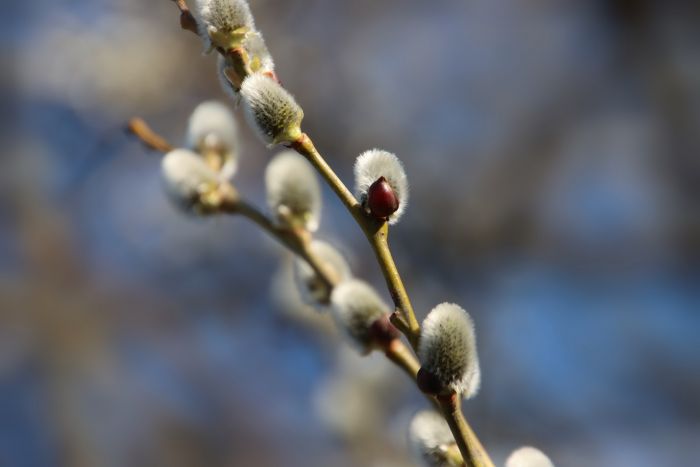 Weidenkätzchen