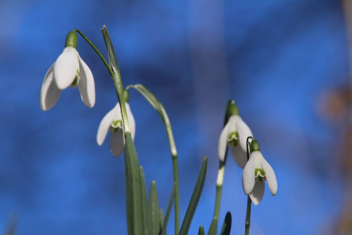 Schneeglöckchen