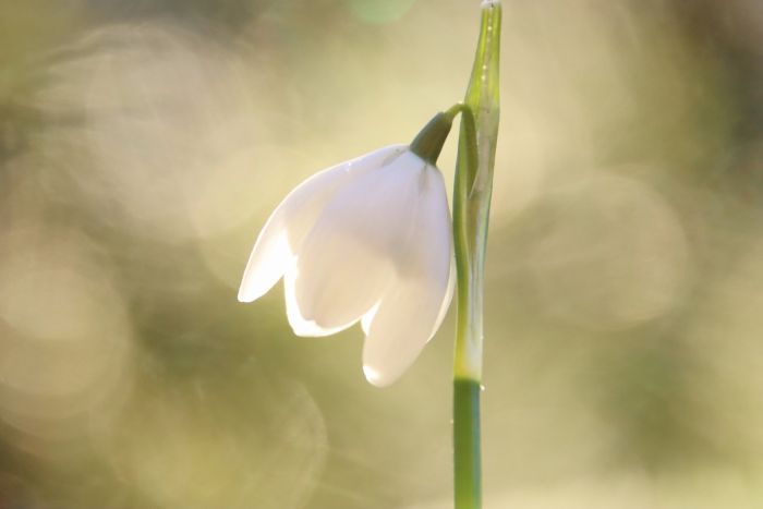 Schneeglöckchen