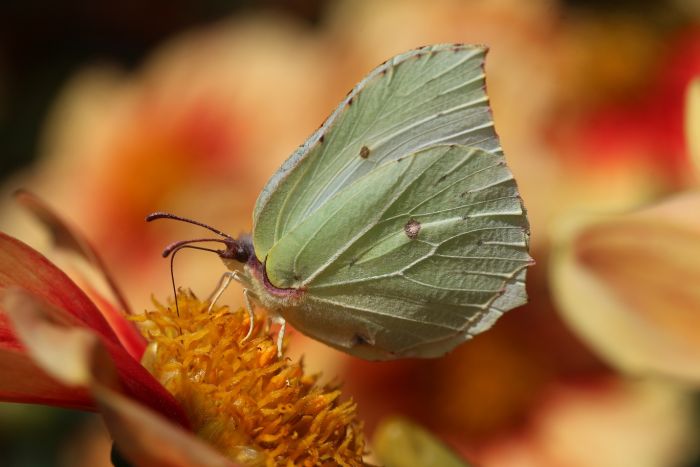 Schmetterling