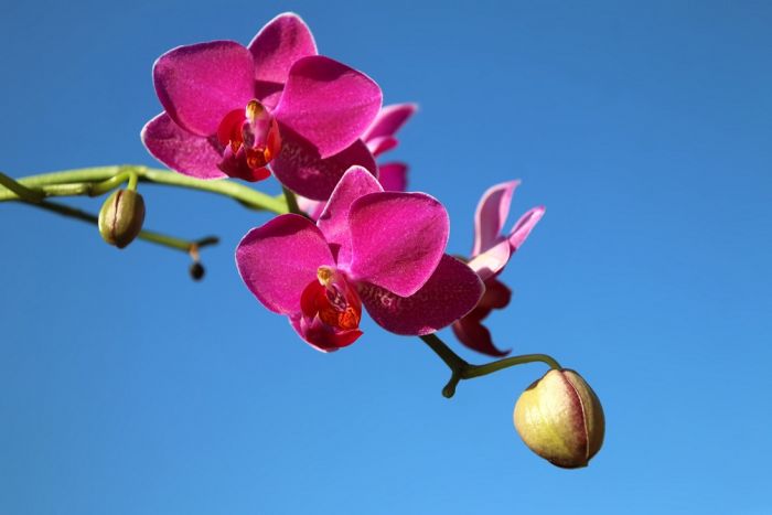 Orchidee