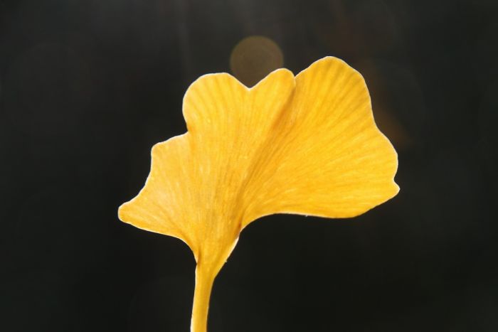 Ginkgo