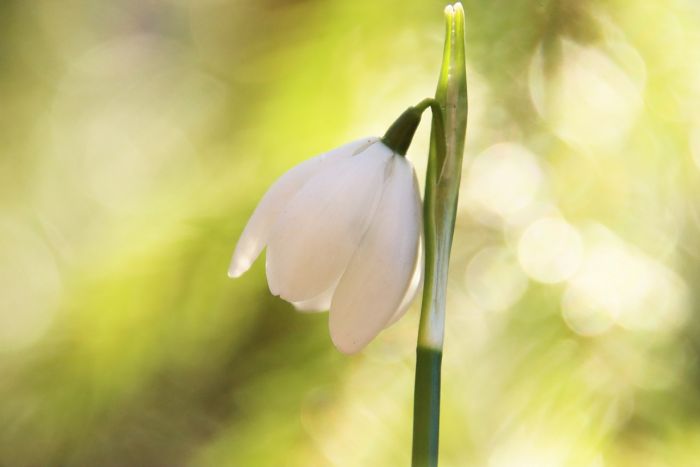 Schneeglöckchen