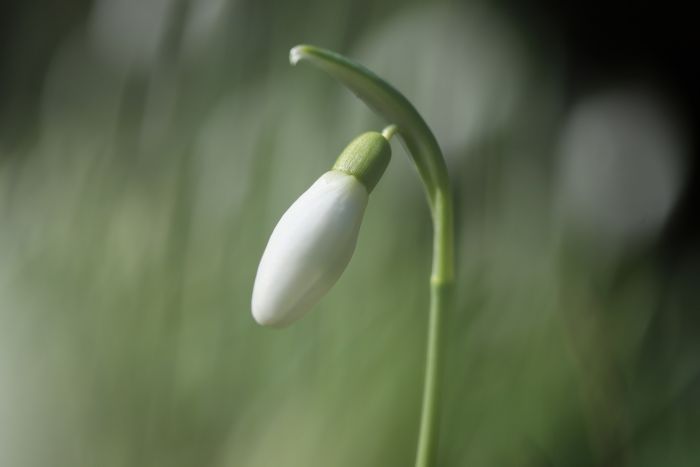 Schneeglöckchen