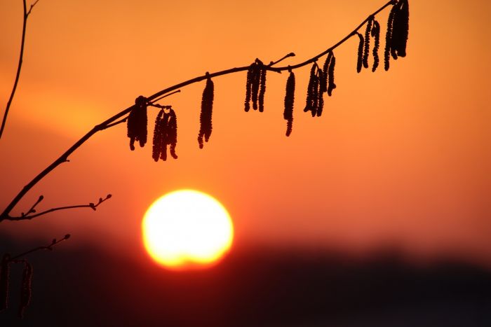 Zweig bei Sonnenaufgang