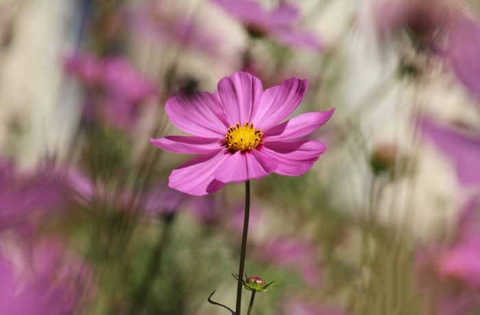 Cosmea