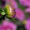 Dahlienknospe