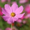 Cosmea