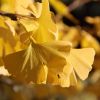 Ginkgo