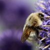 Hummel