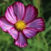 Cosmea