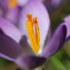 Krokus