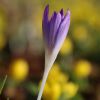 Krokus