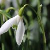 Schneeglöckchen