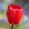 Tulpe