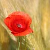 Mohn