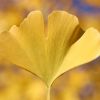 Ginkgo