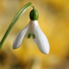 Schneeglöckchen