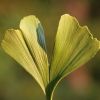 Ginkgo