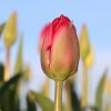 Tulpe