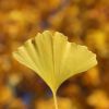 Ginkgo