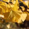 Ginkgo