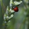 Marienkäfer